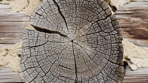 Fragment of an old tree with a knot ,invoice of wood. Video stock 140242622