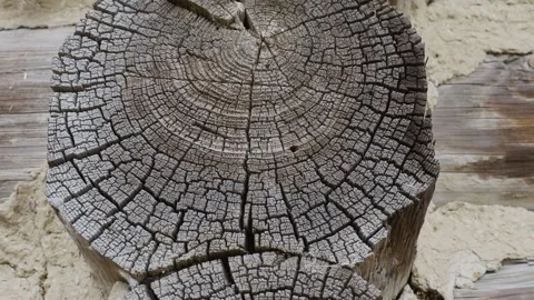 Fragment of an old tree with a knot ,invoice of wood. Video stock 140242628