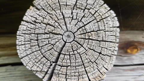 Fragment of an old tree with a knot ,invoice of wood. Video stock 316999537