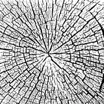 Fragment of an old tree with a knot ,invoice of wood. Stock Illustration