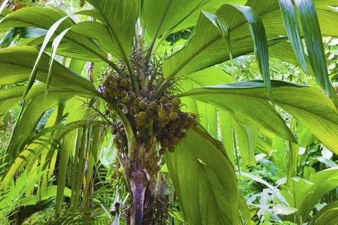 Fragment of a palm tree with fruit in a dense tropical forest in Hawaii Stock Photos