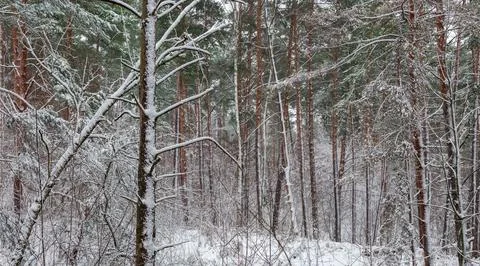 Fragment of the pine forest during a snowfall Stock Photos