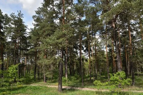 Fragment of a pine forest in summer Stock Photos