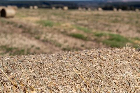 Fragment of a roll of dried grass on an empty field. Stock Photos