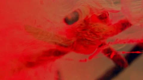 A fragment of rusty barbed wire in a liquid red stream. Stock Footage 193451598