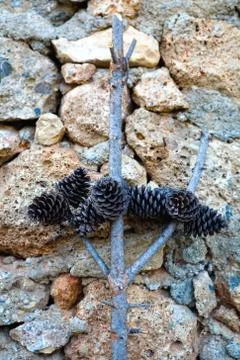 A fragment of a tree branch with cones. Stock Photos