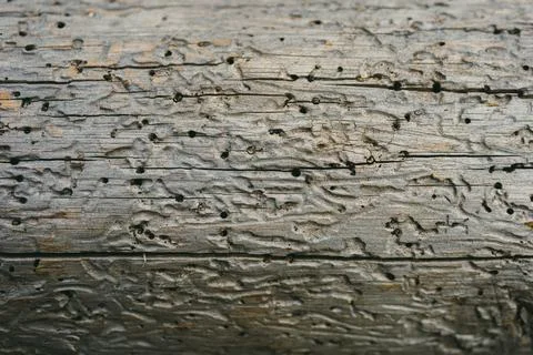 Fragment of a tree damaged by insects causing destruction Stock Photos