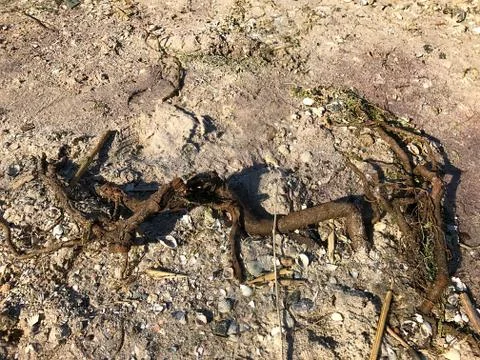 Fragment of the tree root on the river sand. Stock Photos