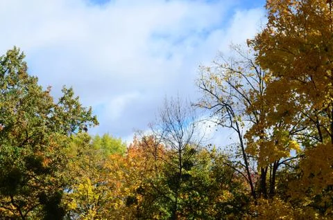 Fragment of trees whose leaves change color in the autumn season Stock Photos