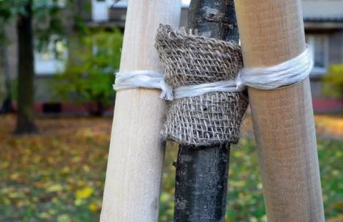 Fragment of trunk of  young tree which is tied up to support. Foto stock