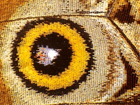 A fragment of a wing underside of the blue morpho butterfly, high magnification. Stock Photos