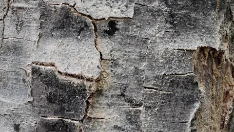 Fragmented bark on a dead, old beech tree, Fagus in the forest, Schwenk Stock Footage 346077295