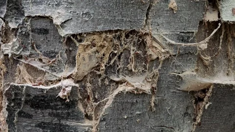 Fragmented bark on a dead, old beech tree, Fagus in the forest, Schwenk Stock Footage 346077305