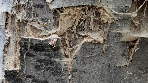 Fragmented bark on a dead, old beech tree, Fagus in the forest, Schwenk Stock Footage 346077420