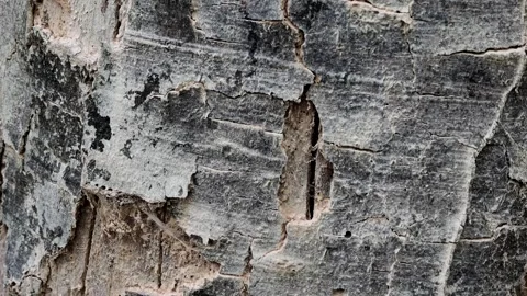 Fragmented bark on a dead, old beech tree, Fagus in the forest, Schwenk Stock Footage 346077485