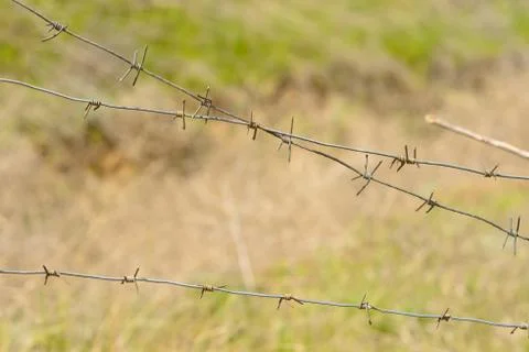 Fragments of barbed wire against the background of green grass. Volgograd, th Stock Photos