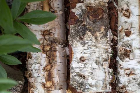 Fragments of rough coarse aged birch tree logs, bark with cracks. Abstract Stock Photos