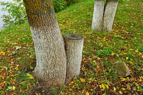 Fragments of several tree trunks Stock Photos