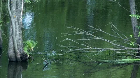 Fragments of trees in water Stock Footage 20525349