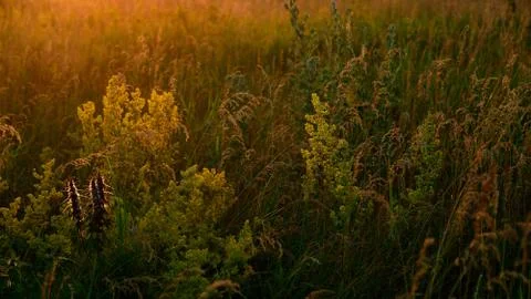Fragments of wild meadow in the rays of the setting sun Stock Photos