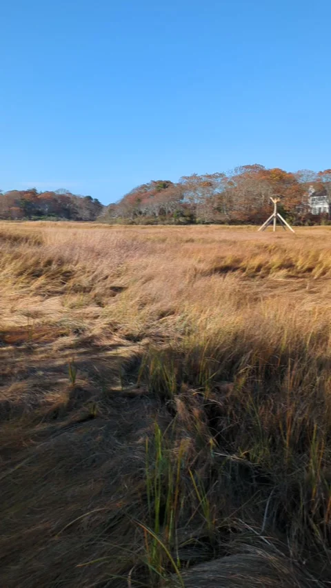 Fragmites on the marshland in Cape Cod USA Stock Footage 293229604