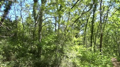 Fragne trees in a forest with a windy day Vídeo Stock 78565910