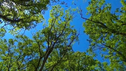 Fragne trees in a forest with a windy day Stock-Footage 78568123