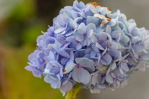 Fragrant Blue Hydrangea Bloom in Nepal Garden Stock Photos