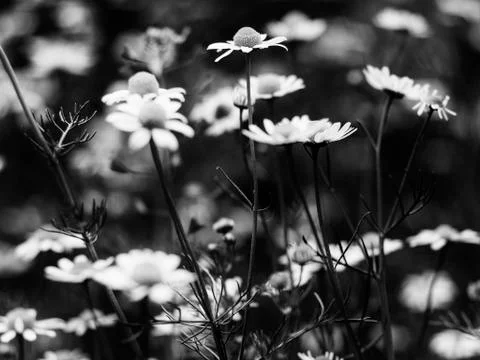 Fragrant chamomile flowers Stock Photos