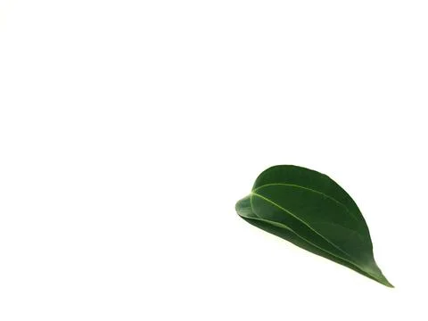 Fragrant cinnamon leaf on a white background Stock Photos