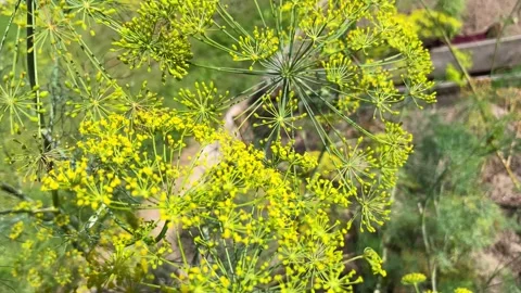 Fragrant dill on a bed in the garden. Stock Footage 211321506