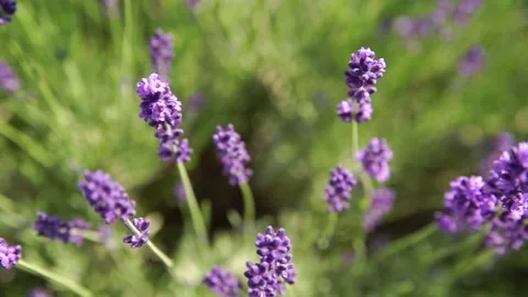Fragrant fields of blooming lavender in endless rows. 스톡 동영상 229767495