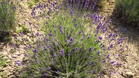 Fragrant fields of blooming lavender in endless rows. 스톡 동영상 229767500