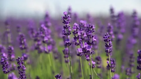 Fragrant fields of blooming lavender in endless rows. 스톡 동영상 229767509