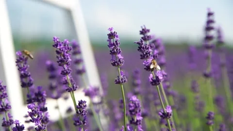 Fragrant fields of blooming lavender in endless rows. 스톡 동영상 229767511