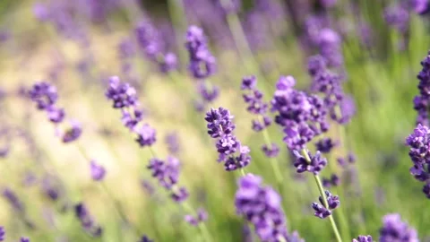 Fragrant fields of blooming lavender in endless rows. 스톡 동영상 229767513