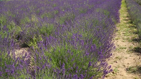 Fragrant fields of blooming lavender in endless rows. 스톡 동영상 229767537