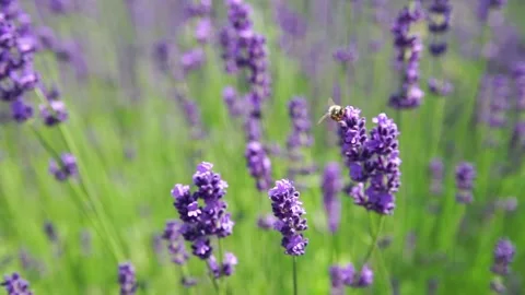 Fragrant fields of blooming lavender in endless rows. 스톡 동영상 229767554
