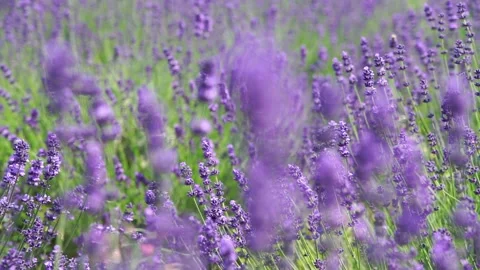 Fragrant fields of blooming lavender in endless rows. 스톡 동영상 229767569