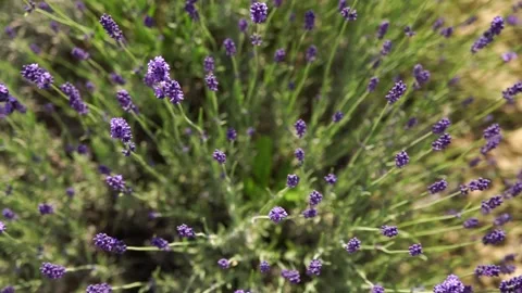 Fragrant fields of blooming lavender in endless rows. 스톡 동영상 229767578