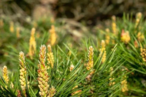 Fragrant flowering pine branches in spring in a pine forest Stock Photos