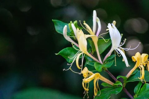 Fragrant honeysuckle Stock Photos