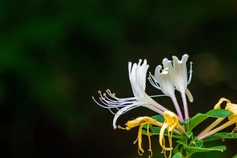 Fragrant honeysuckle Stock Photos