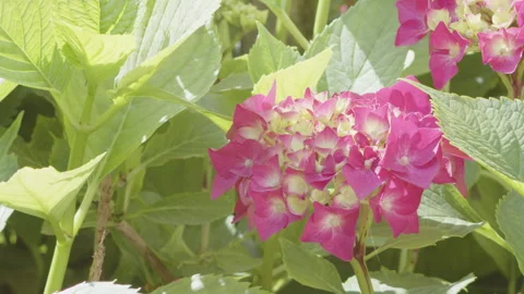 Fragrant Hydrangea macrophylla plant in thegarden 4K video Stock Footage 252155524
