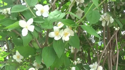 Fragrant Jasmine Flowers Video stock 309365738