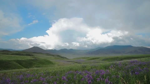 Fragrant lavender blooms in the fields Stock Footage 133056668