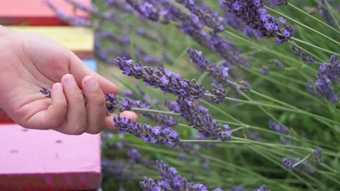 Fragrant lavender develops slowly in the wind in a field. Provence Video stock 253509588