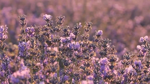 Fragrant lavender field. Stock Footage 150970434