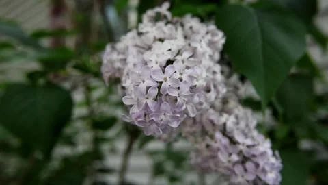 Fragrant Lilac Blossoms in Full Bloom Stock Footage 274326638