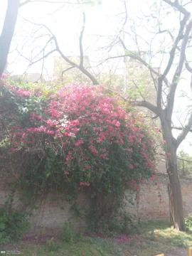 Fragrant lilac Stockfoto's